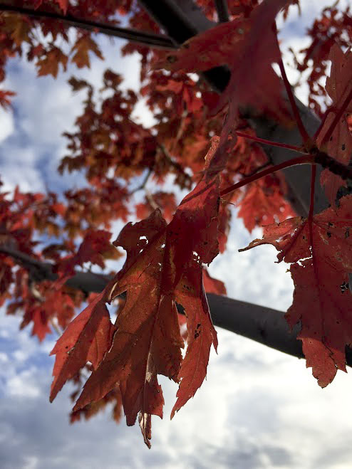 I CANT BE-LEAF MY EYES - the new bright and beautiful red, orange, and yellow leaves are dazzling locals around town