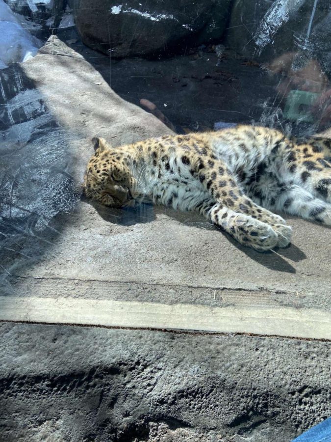 Tired cheetah sleeping the day away!