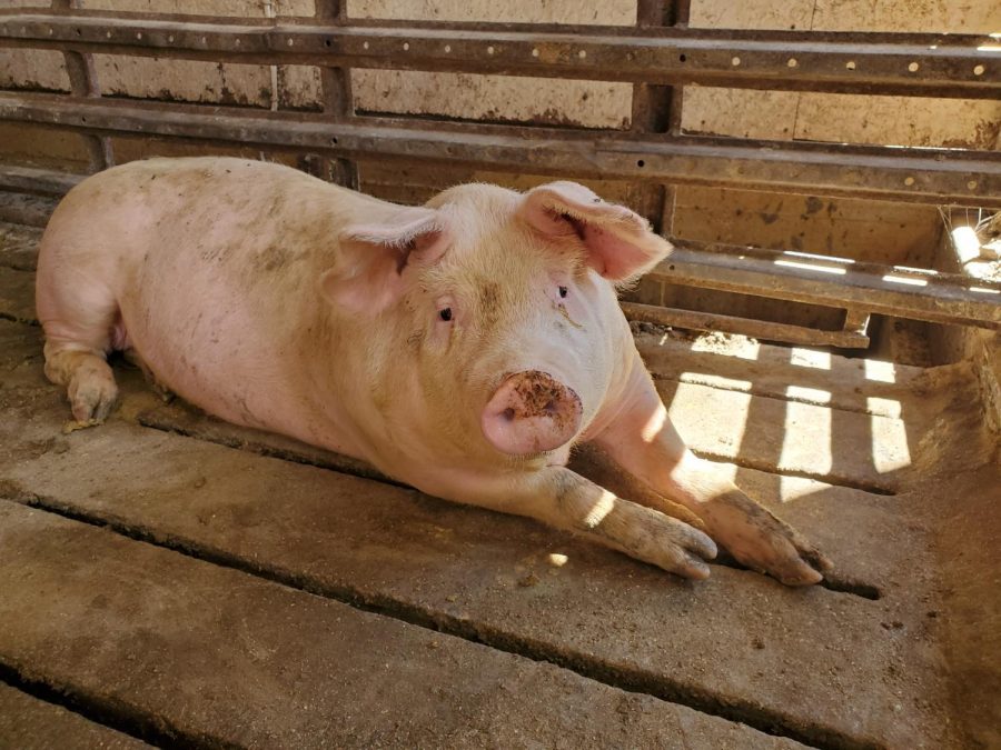 How Is the current COVID-19 outbreak going to affect the hog market. As more and more processing plants shut down who knows what farmers are going to have to do.