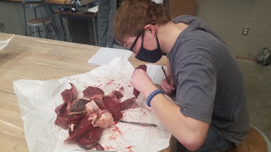Student Ethan Frechette dissects cow heart.