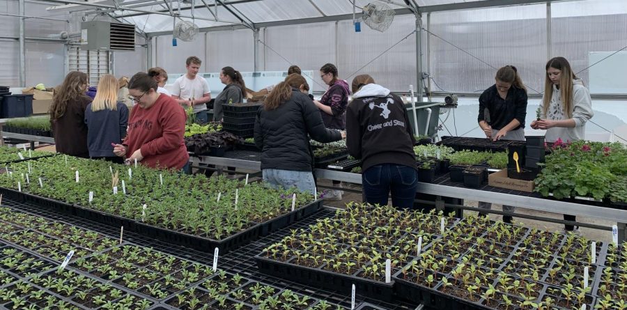 Ms. Brandts horticulture class is working hard in the NUHS greenhouse to get the plants potted so they will be ready for the upcoming Spring Plant Sale.