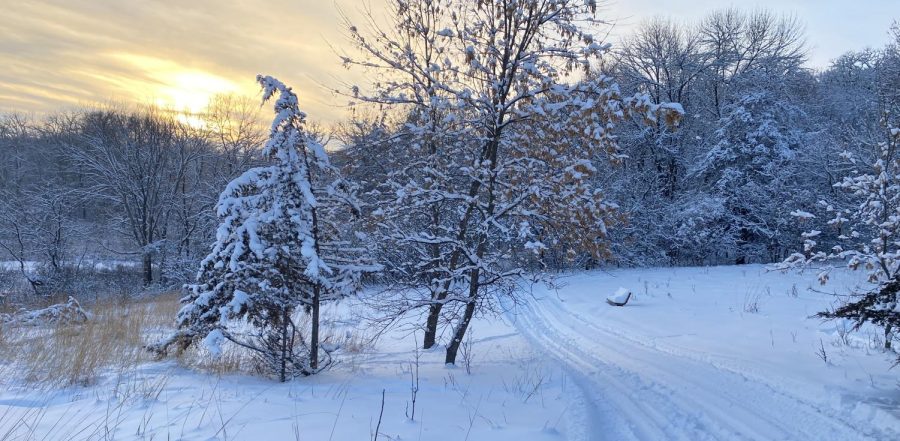 Groomed  cross-country ski trails at Flandrau State Park