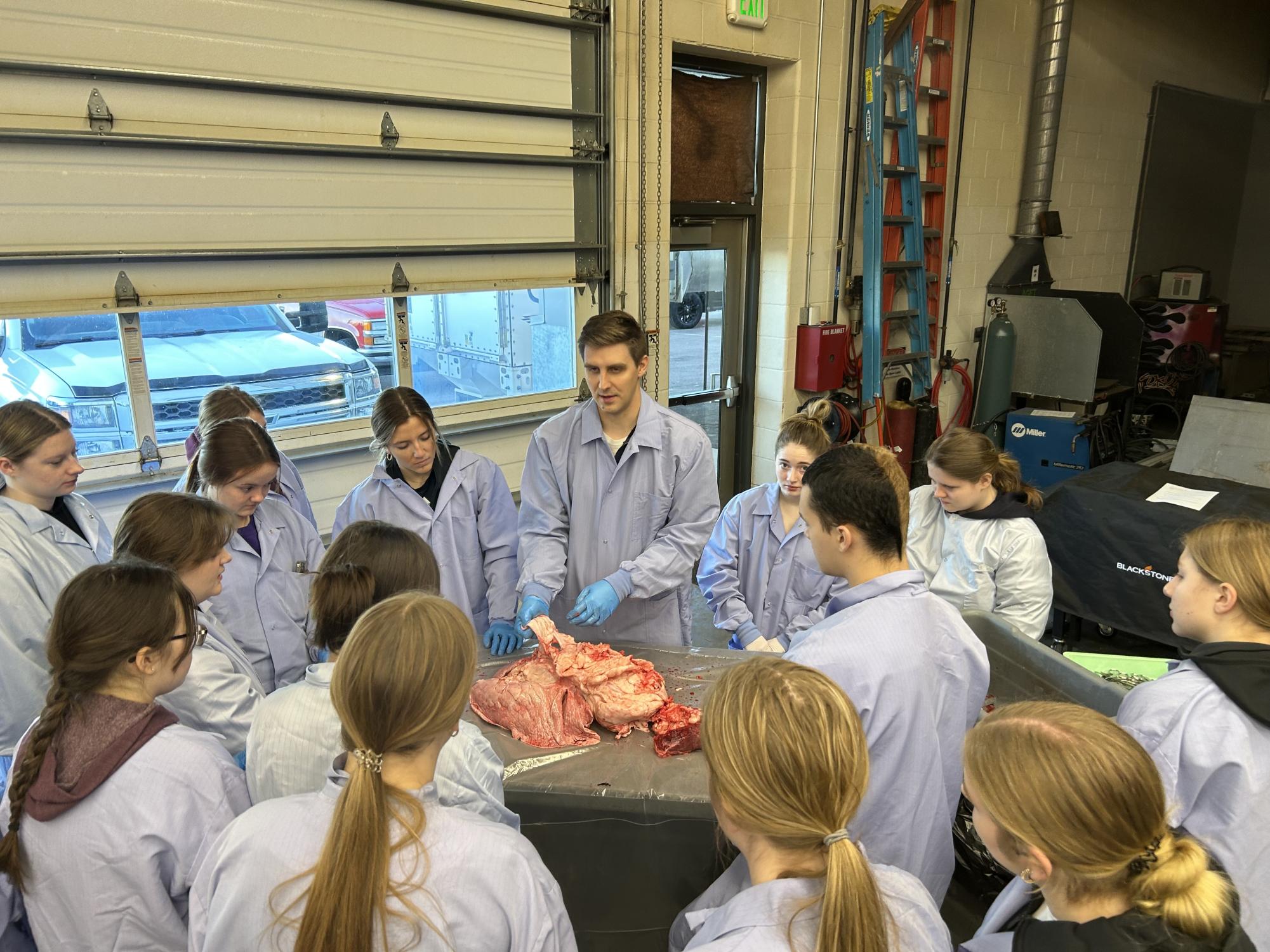 Anatomy students dissect cow lungs