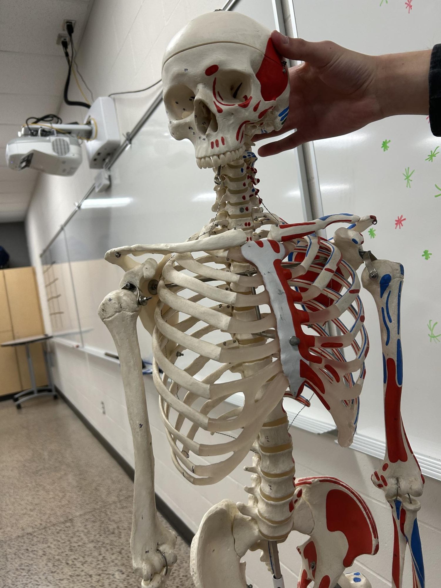 The skeletal model in the health classroom has a missing jaw bone.