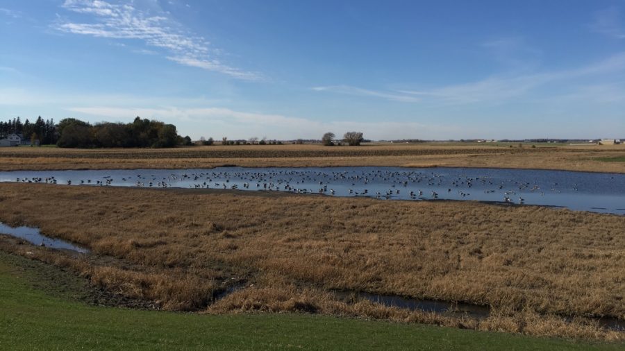 School Pond a Safe Spot for Geese