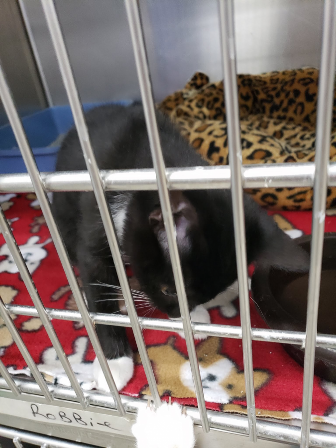 The cats in the Cage saying hello to each other.