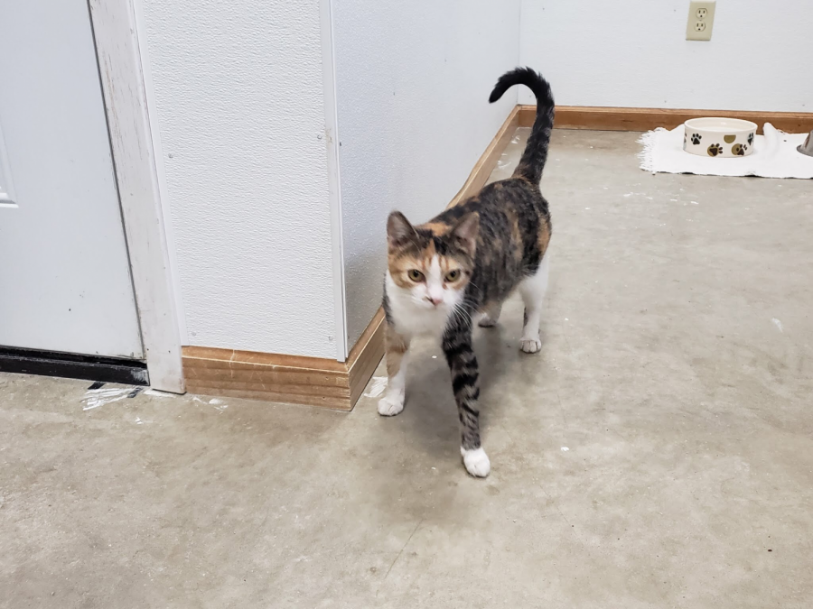 Sadie doing a lap around the room.