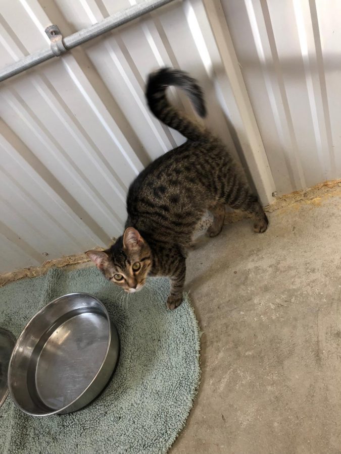 Baby patiently waits for volunteers to give her attention.