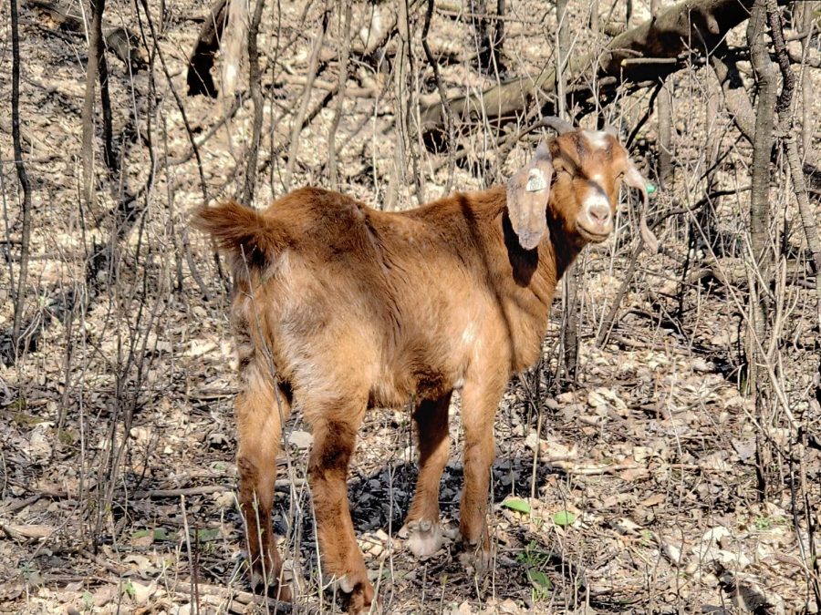 Goat strikes a pose as he stares back at the camera.