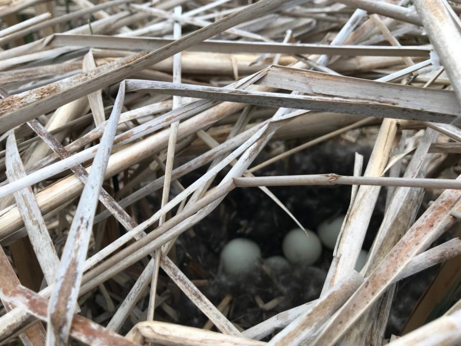 NUHS isn't just home to students. There is a new duck family that has also taken residency out by the tennis courts.