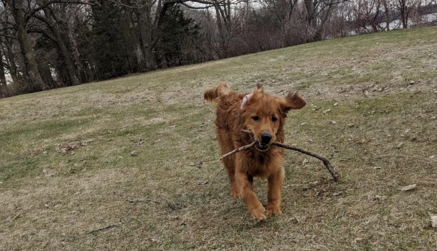 Inside the mind of Finn: "MOMMMMM I love quarantine! But I also love sticks, look at my big stick mom!"