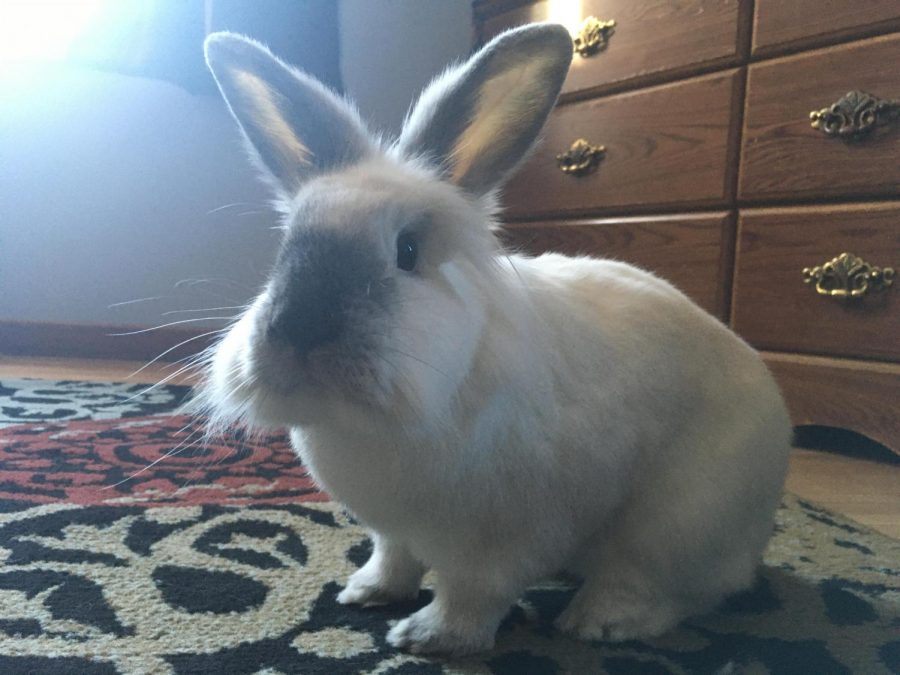 My pet bunny wondering why these people haven't left the house in about a  month.