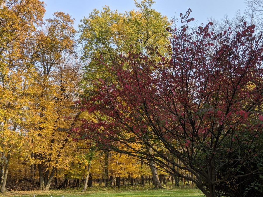 Fall colors in full action