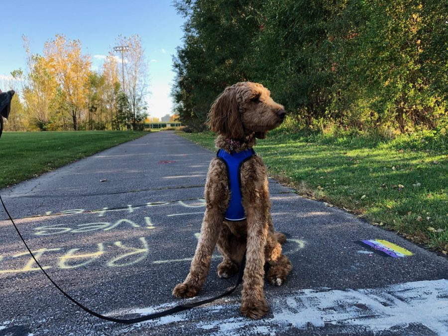 Walks by the graffiti wall with Bentley.