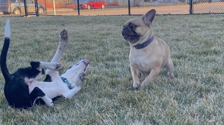 Happy Dogs playing at a Park.