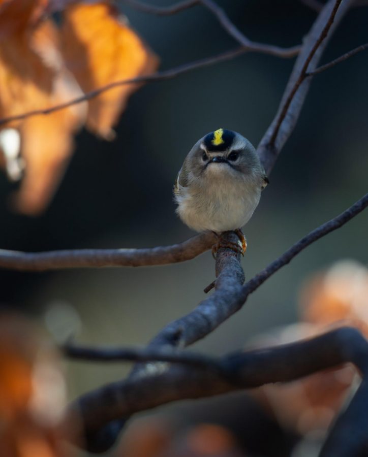 With spring being just around the corner, many of Minnesota’s bird species like this golden crown-kinglet (pictured above) will begin their migration to their seasonal breeding grounds. This means that hundreds of bird species, ranging from ducks to warblers, will begin their 16,000-mile journey along the Mississippi flyway to reach Minnesota and Wisconsin. 