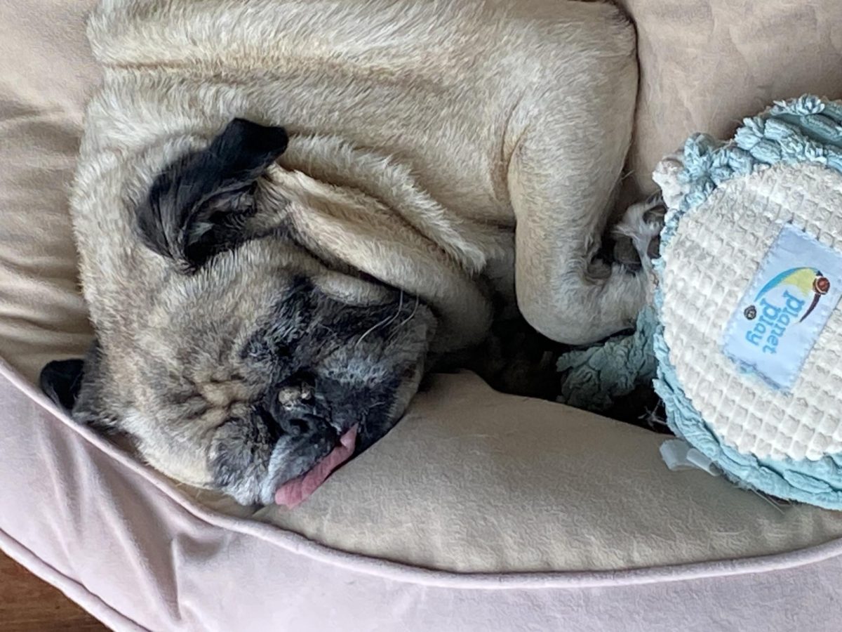 The many sleeping looks of a pug