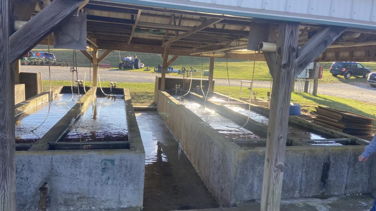 Koi fish hatchery