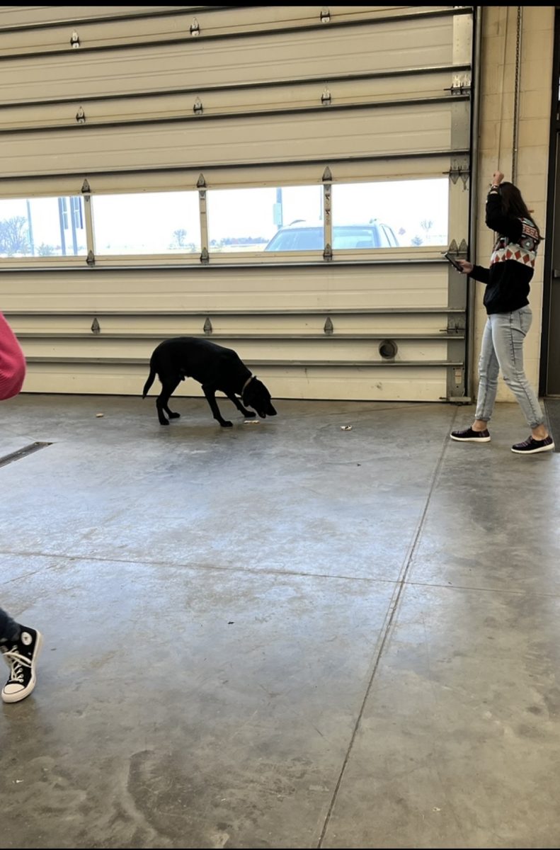 Stanley picking which dog treat is his favorite.