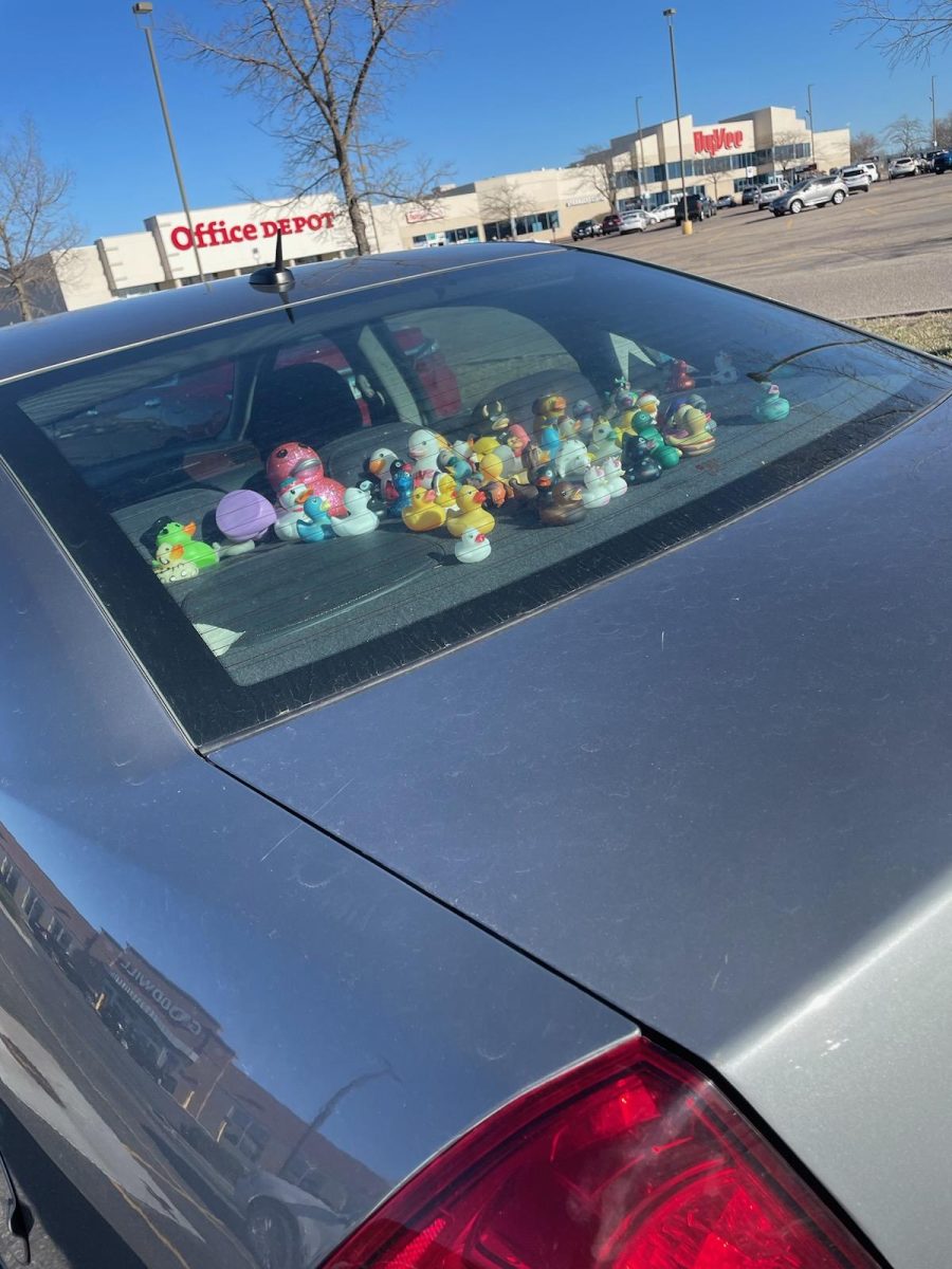 Local car showing a love for rubber ducks.