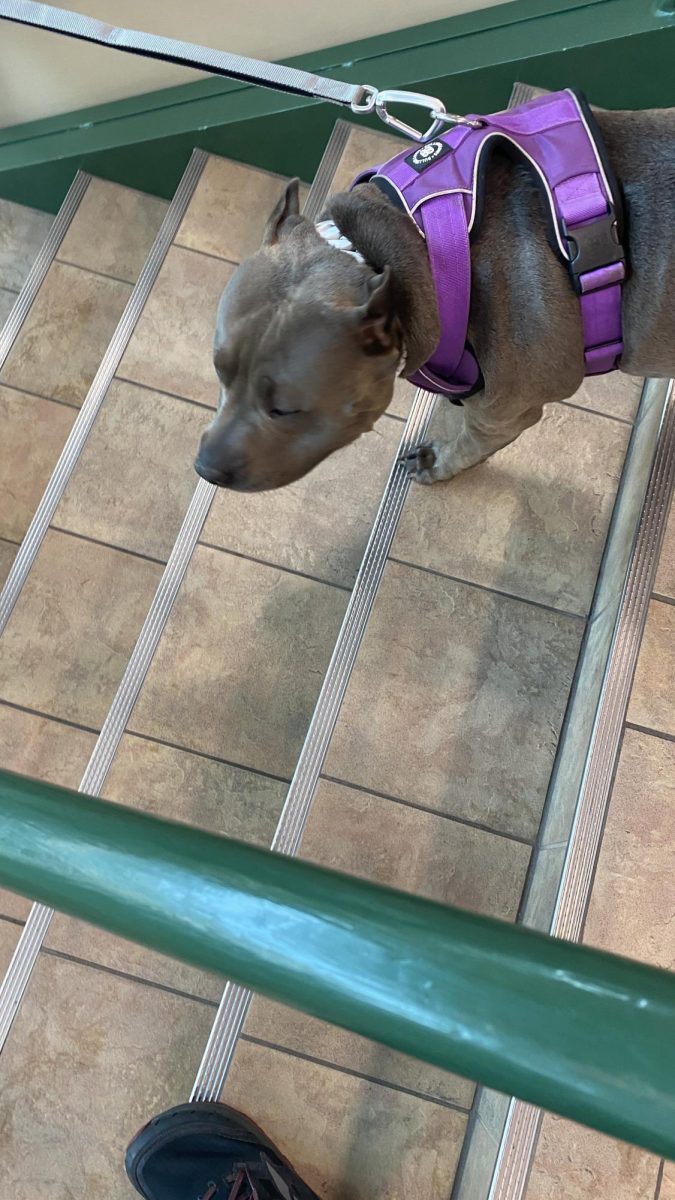Funky support dog taking the stairs at Scheels.